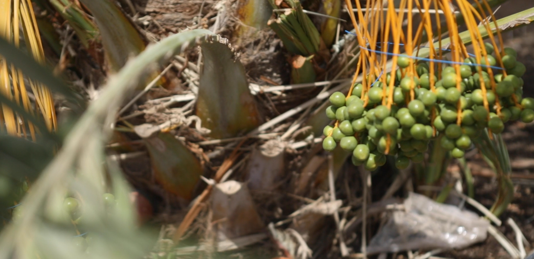 A success story of a Palestinian company that was able to expand its exports and enter new markets thanks to obtaining the Institution's certificates.